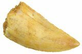 Serrated Raptor Tooth - Real Dinosaur Tooth #347063-1